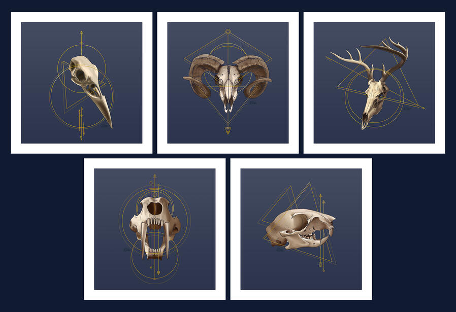 Skulls and Geometry